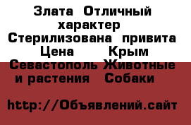 Злата. Отличный характер. Стерилизована, привита › Цена ­ 1 - Крым, Севастополь Животные и растения » Собаки   